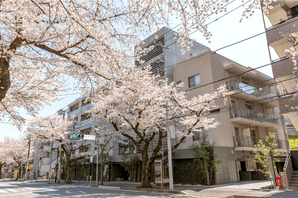 桜並木
